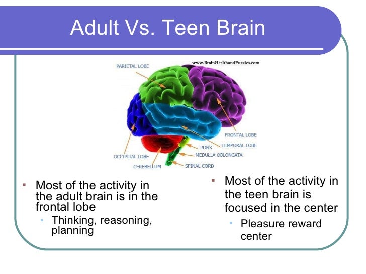 frontal lobe teen Frontal lobe teen